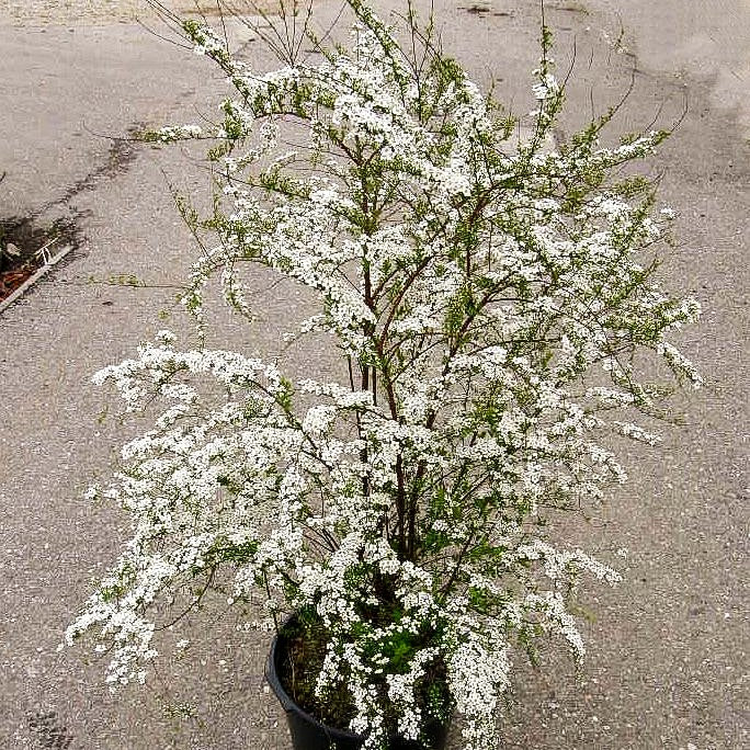Braut-Spiere (Spiraea arguta)
