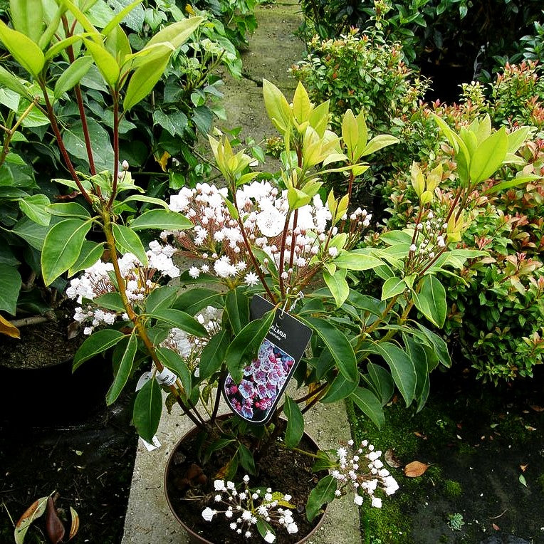 Breitblättrige Lorbeerrose (Kalmia latifolia)