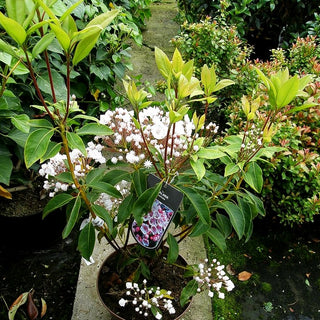 Breitblättrige Lorbeerrose (Kalmia latifolia)