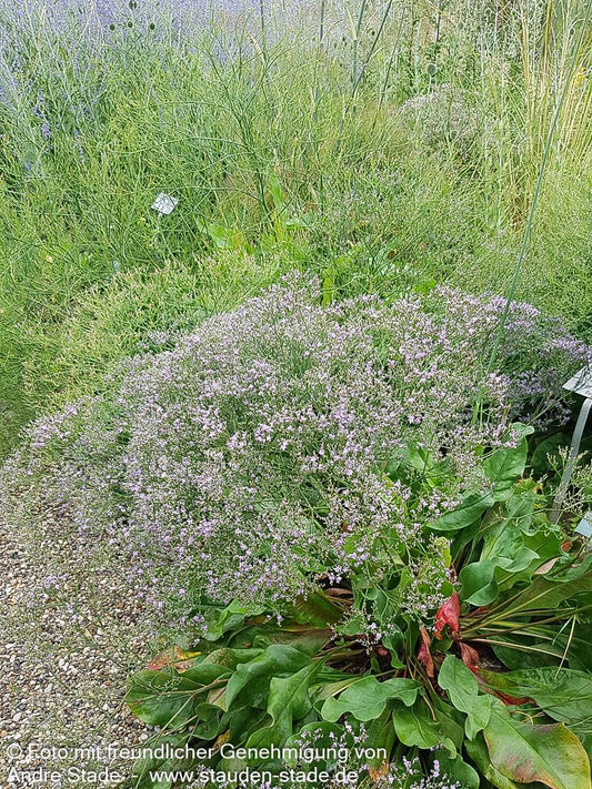Breitblättriger Steppenschleier (Limonium latifolium)
