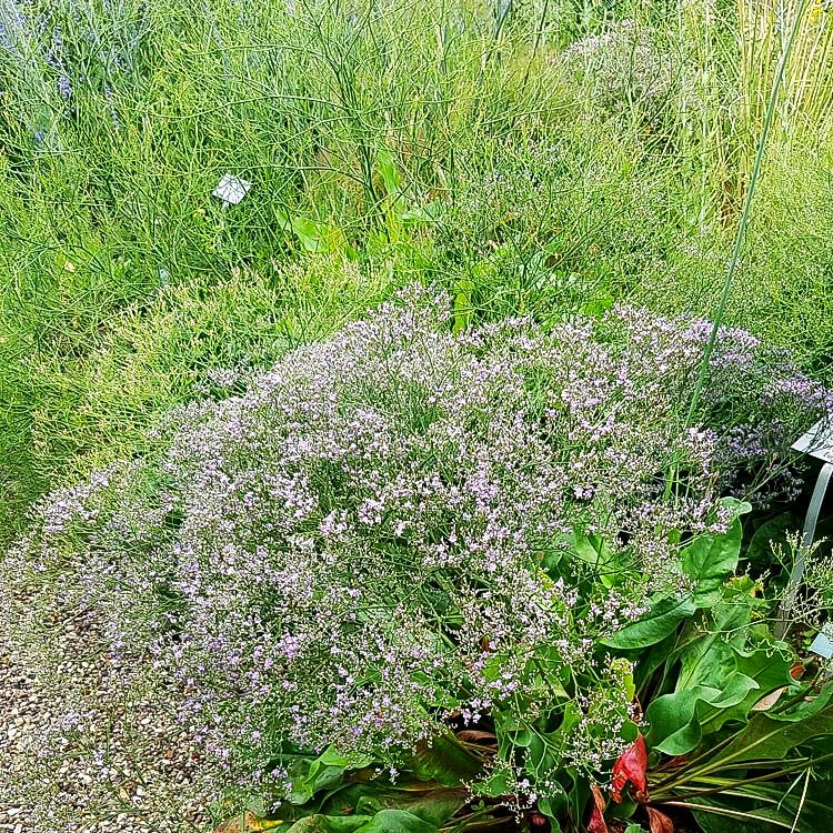 Breitblättriger Steppenschleier (Limonium latifolium)
