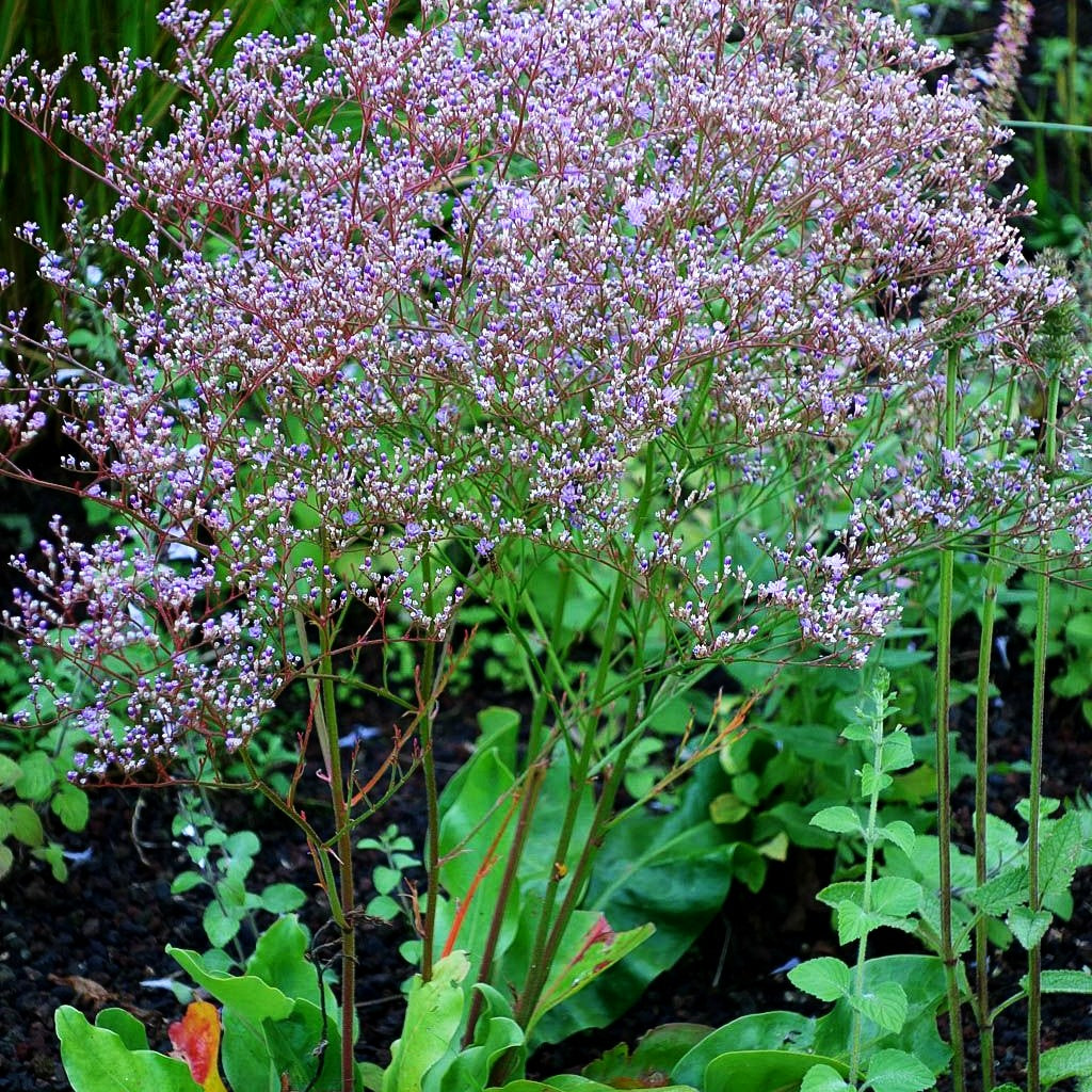 Breitblättriger Steppenschleier (Limonium latifolium)