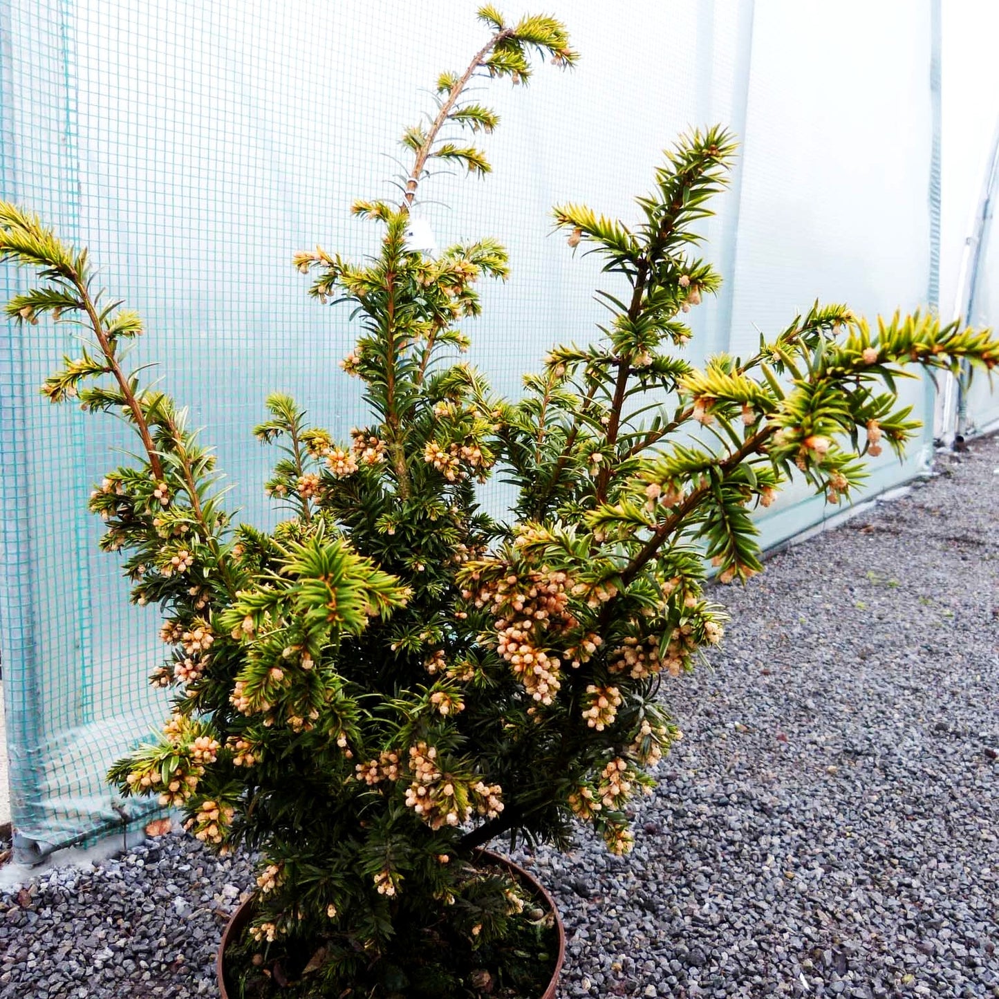 Breitwachsende Gold-Eibe 'Golden Nugget' (Taxus baccata)