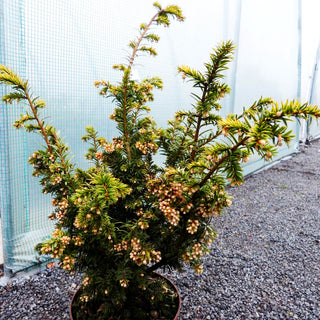 Breitwachsende Gold-Eibe 'Golden Nugget' (Taxus baccata)