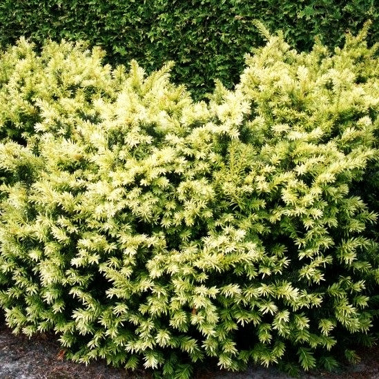 Breitwachsende Gold-Eibe 'Golden Nugget' (Taxus baccata)