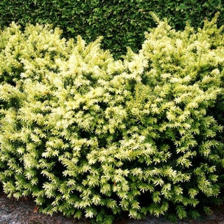 Breitwachsende Gold-Eibe 'Golden Nugget' (Taxus baccata)