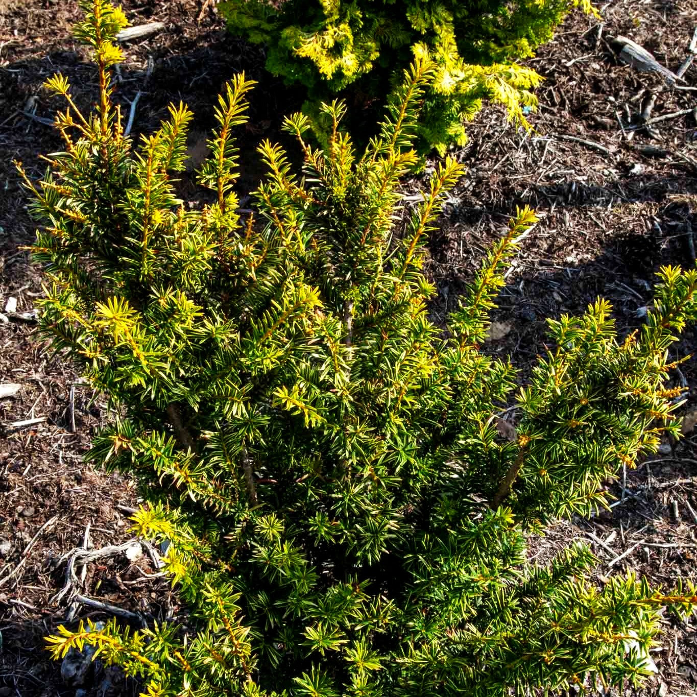 Breitwachsende Gold-Eibe 'Golden Nugget' (Taxus baccata)