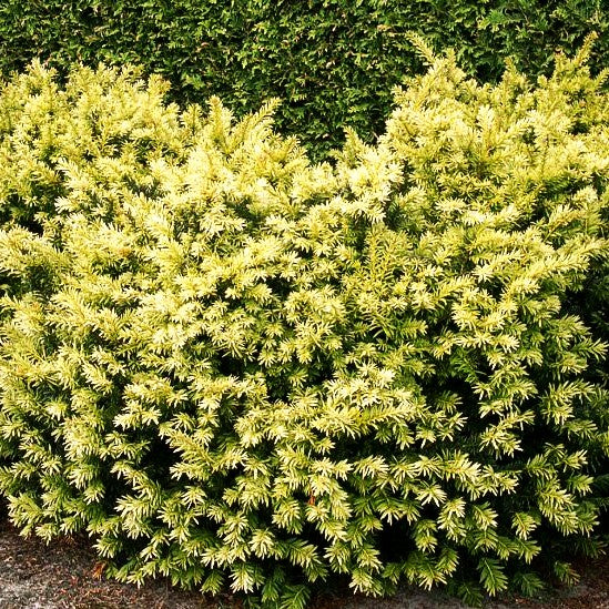 Breitwachsende Gold-Eibe 'Golden Nugget' (Taxus baccata)