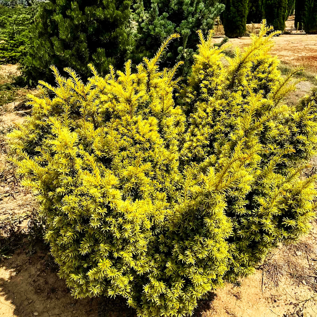Breitwachsende Gold-Eibe 'Golden Nugget' (Taxus baccata)