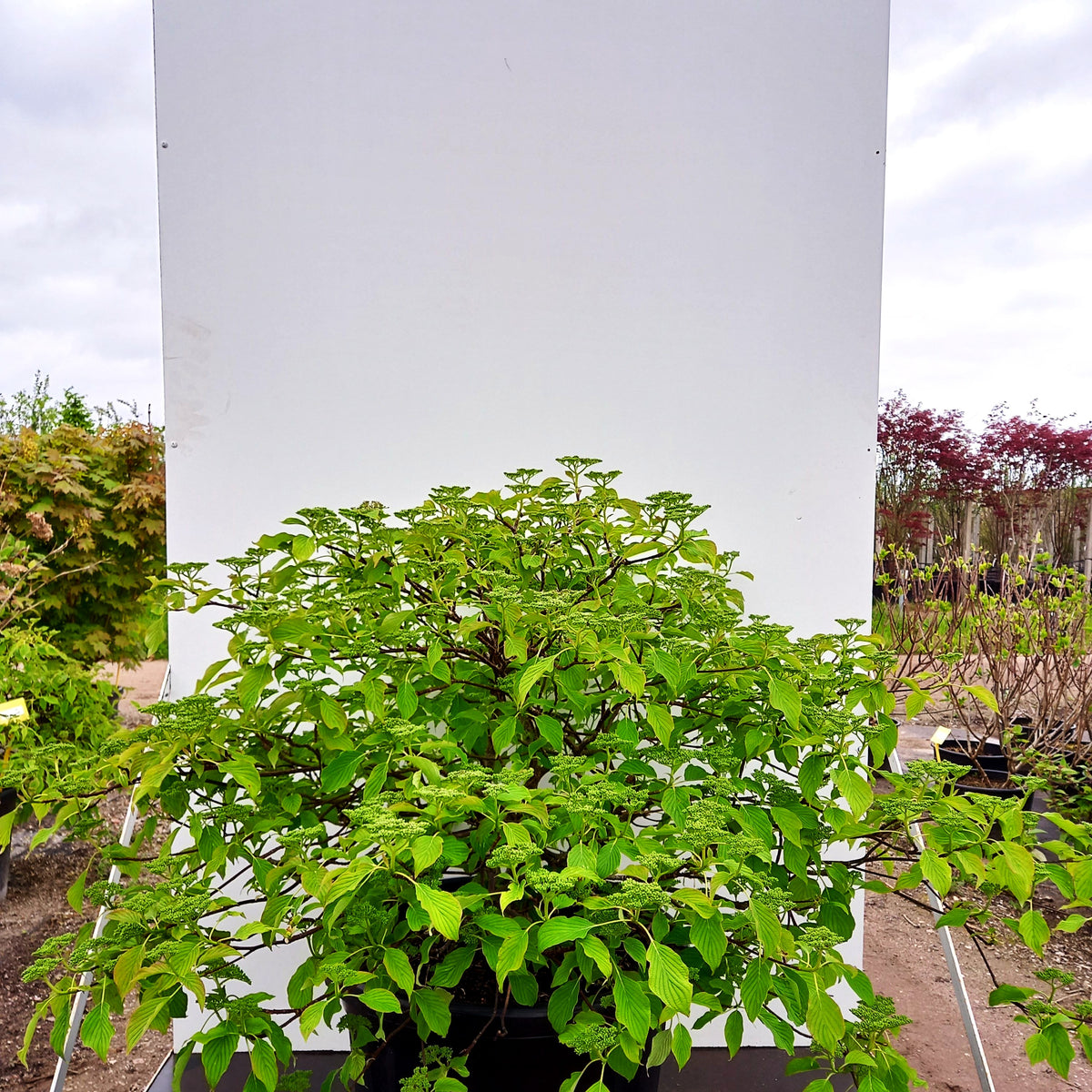 Breitwachsender Pagoden-Hartriegel 'Green Carpet' (Cornus controversa)