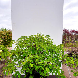 Breitwachsender Pagoden-Hartriegel 'Green Carpet' (Cornus controversa)