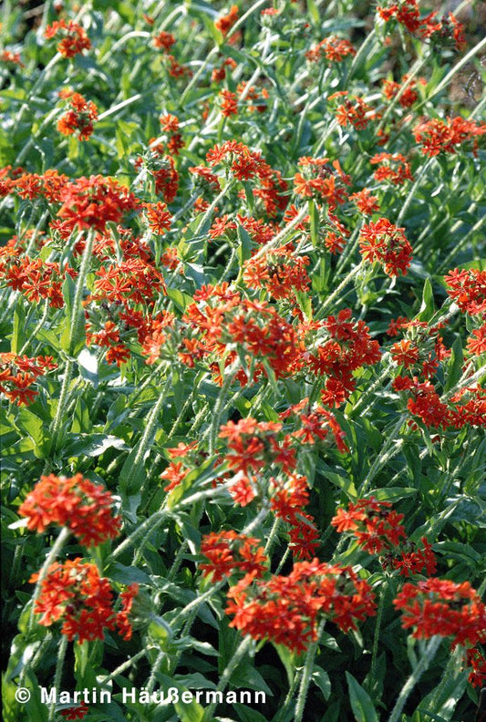 Brennende Liebe (Lychnis chalcedonica)