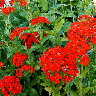 Brennende Liebe (Lychnis chalcedonica)