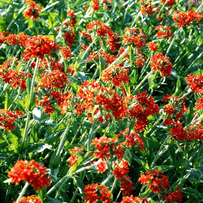 Brennende Liebe (Lychnis chalcedonica)