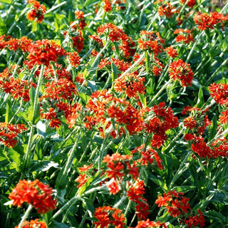 Brennende Liebe (Lychnis chalcedonica)