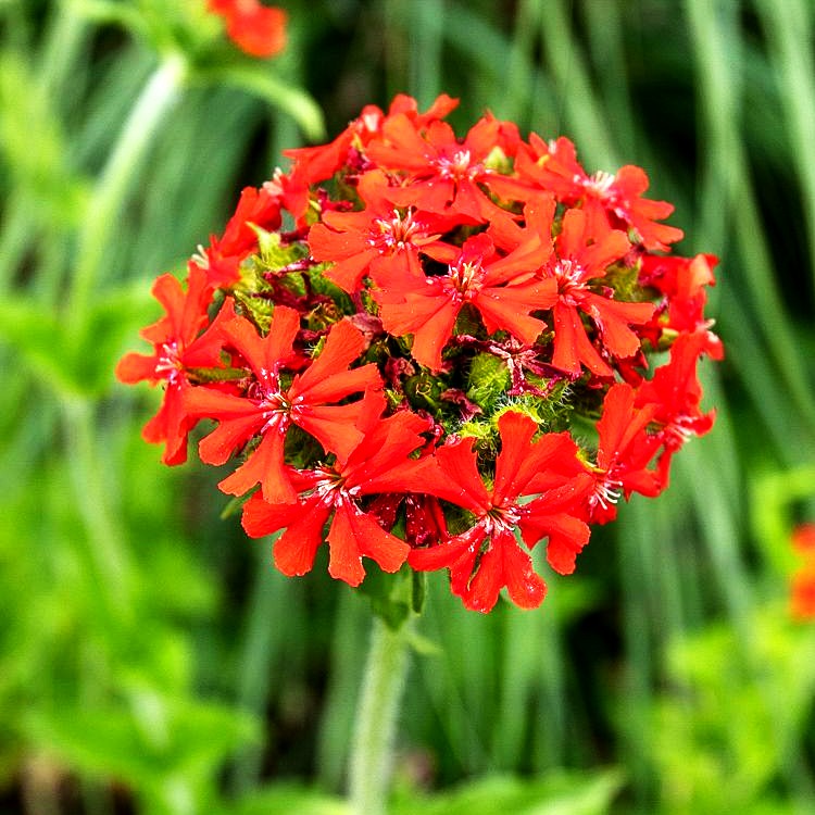 Brennende Liebe (Lychnis chalcedonica)