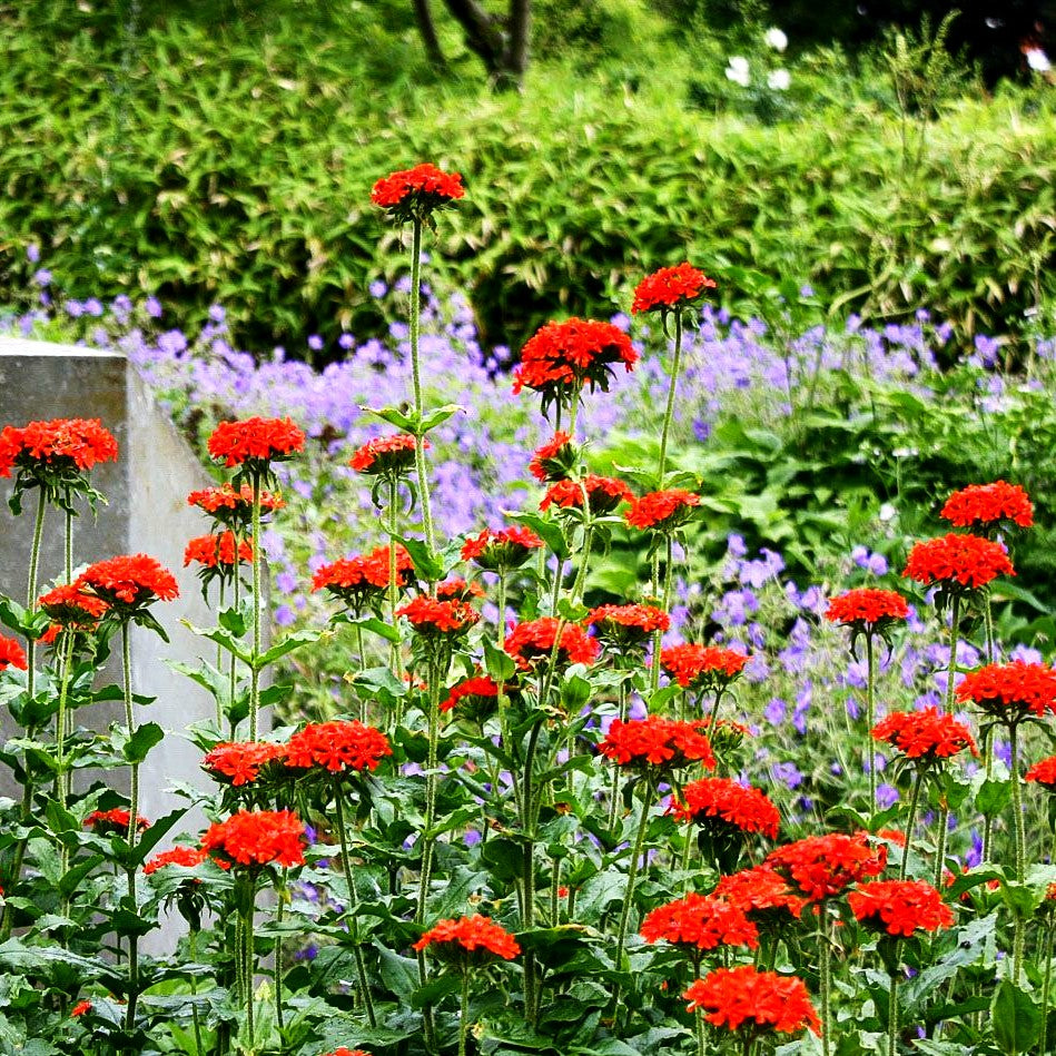 Brennende Liebe (Lychnis chalcedonica)