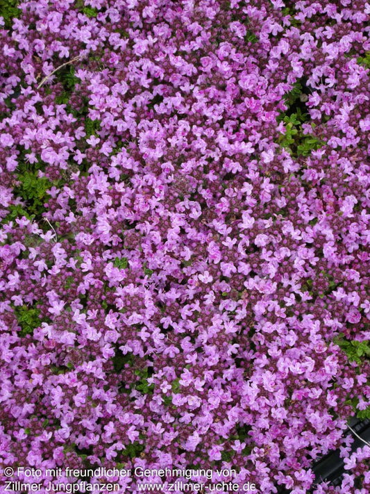 Bressingham-Thymian 'Bressingham Seedling' (Thymus doerfleri)