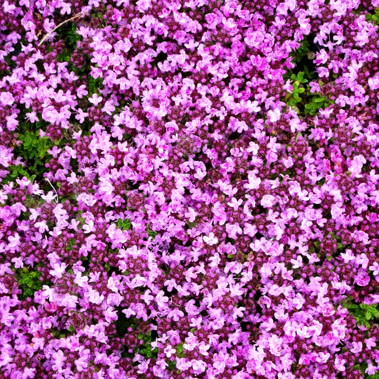 Bressingham-Thymian 'Bressingham Seedling' (Thymus doerfleri)