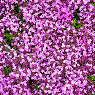Bressingham-Thymian 'Bressingham Seedling' (Thymus doerfleri)