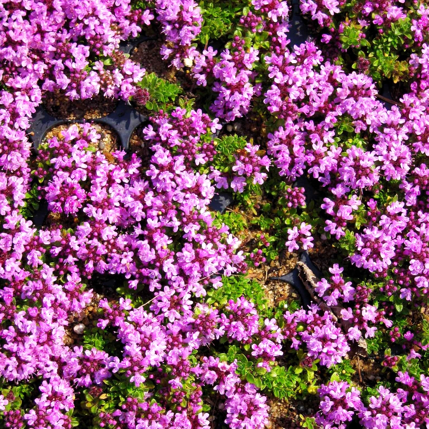 Bressingham-Thymian 'Bressingham Seedling' (Thymus doerfleri)