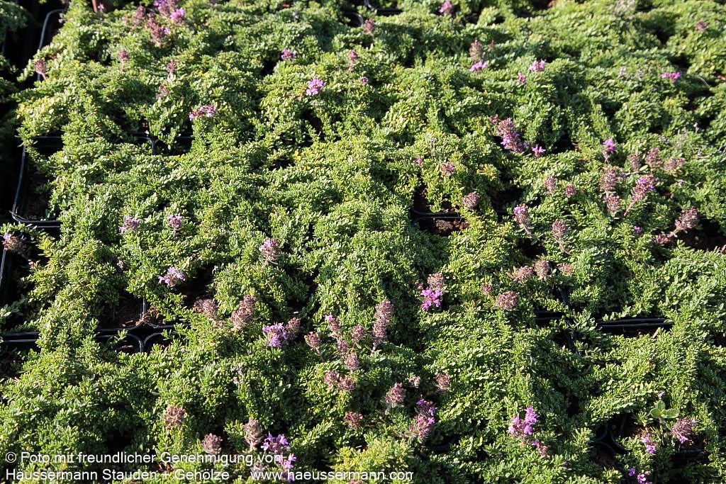Bressingham-Thymian 'Bressingham Seedling' (Thymus doerfleri)