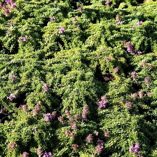 Bressingham-Thymian 'Bressingham Seedling' (Thymus doerfleri)