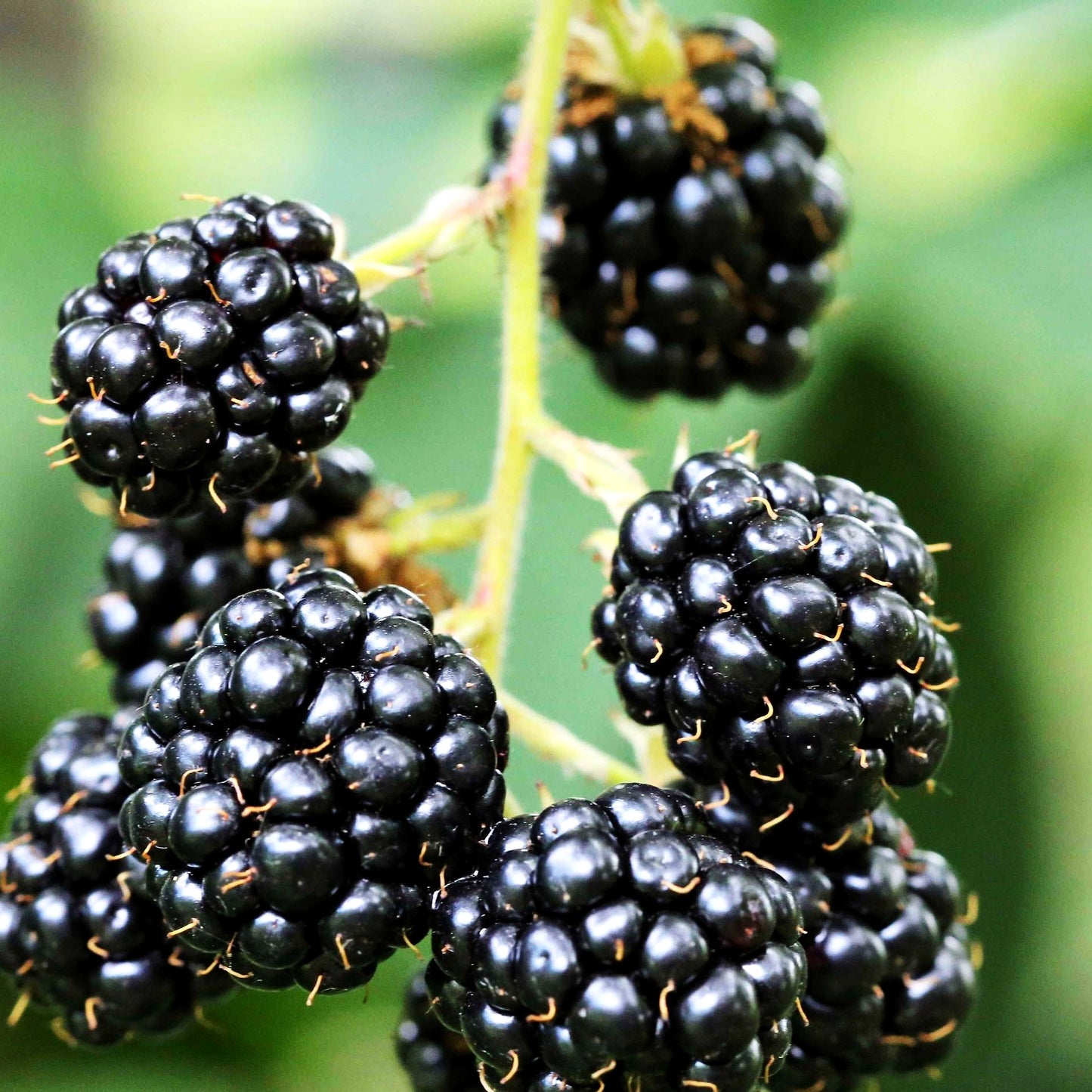 Brombeere 'Black Satin' (Rubus frut.)