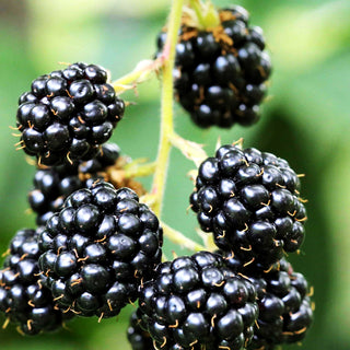 Brombeere 'Black Satin' (Rubus frut.)