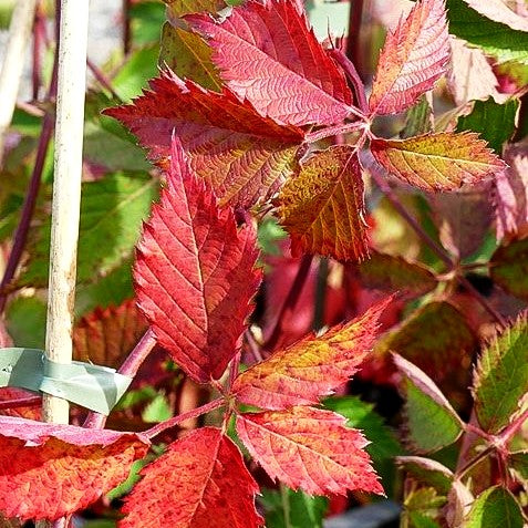 Brombeere 'Loch Ness' (Rubus frut.)