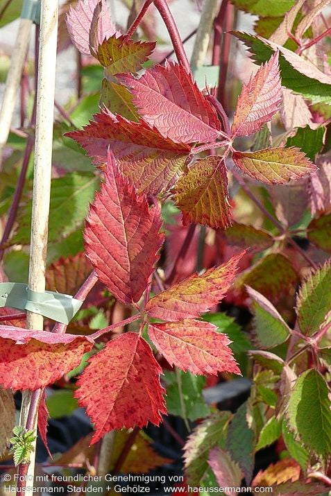 Brombeere 'Loch Ness'  -S- 'Loch Ness' (Rubus frut.)