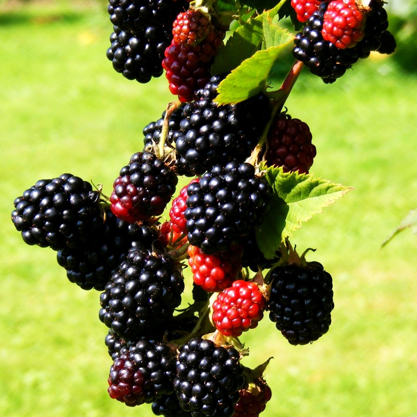 Brombeere 'Loch Ness' -S- (Rubus frut.)