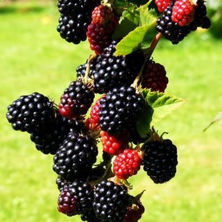 Brombeere 'Loch Ness' -S- (Rubus frut.)