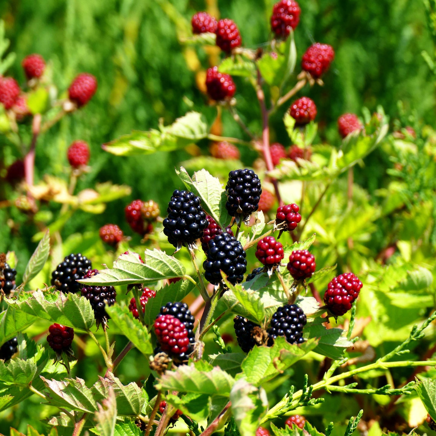 Brombeere 'Loch Ness' -S- (Rubus frut.)