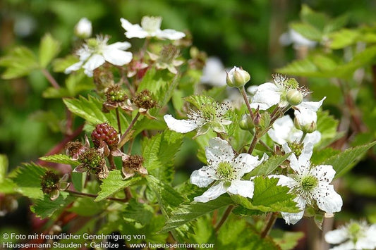 Brombeere 'Navaho' (Rubus frut.)