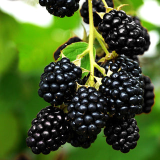 Brombeere 'Navaho' (Rubus frut.)