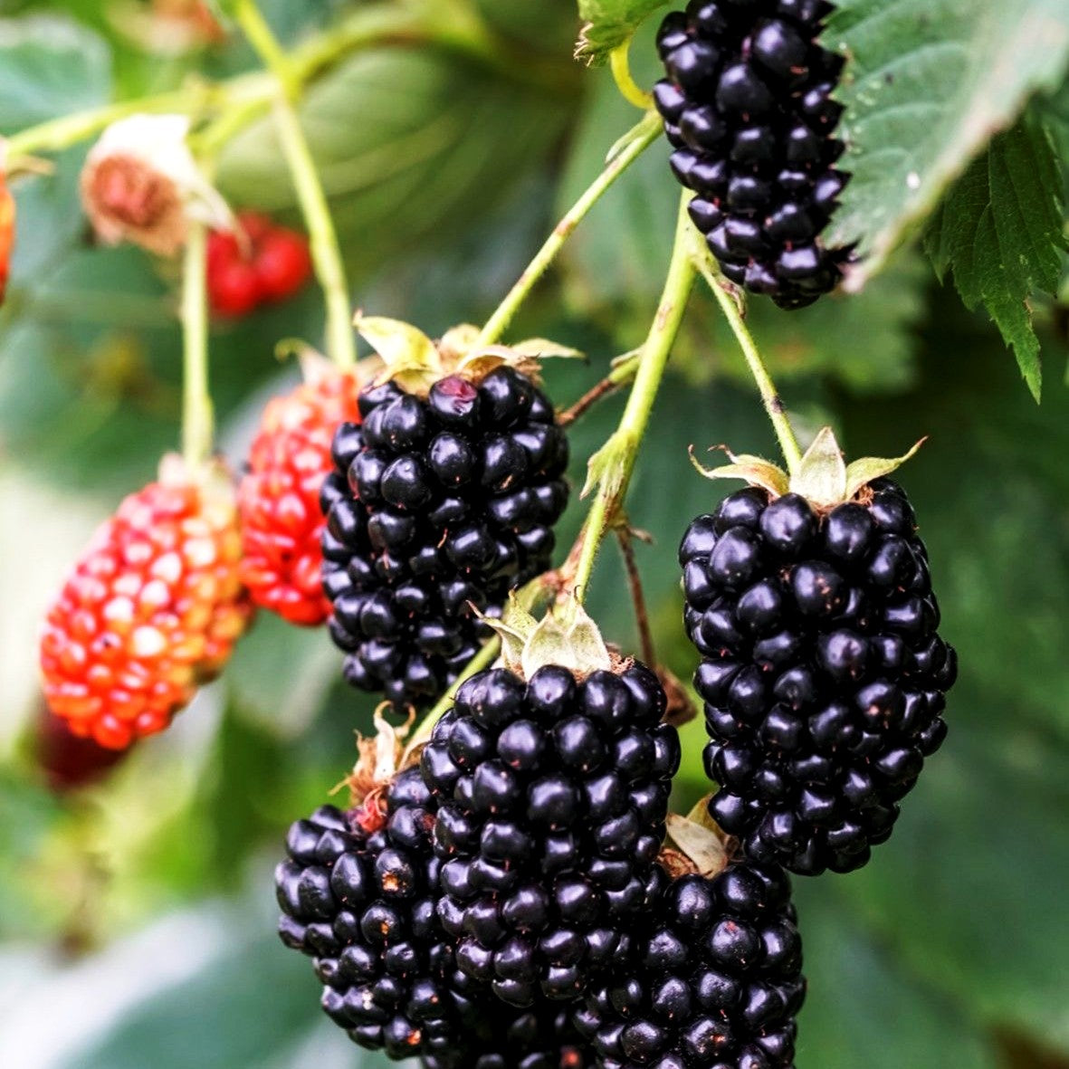Brombeere 'Navaho The Big Easy' -R- (Rubus frut.)