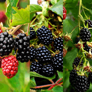 Brombeere (Rubus fruticosus)