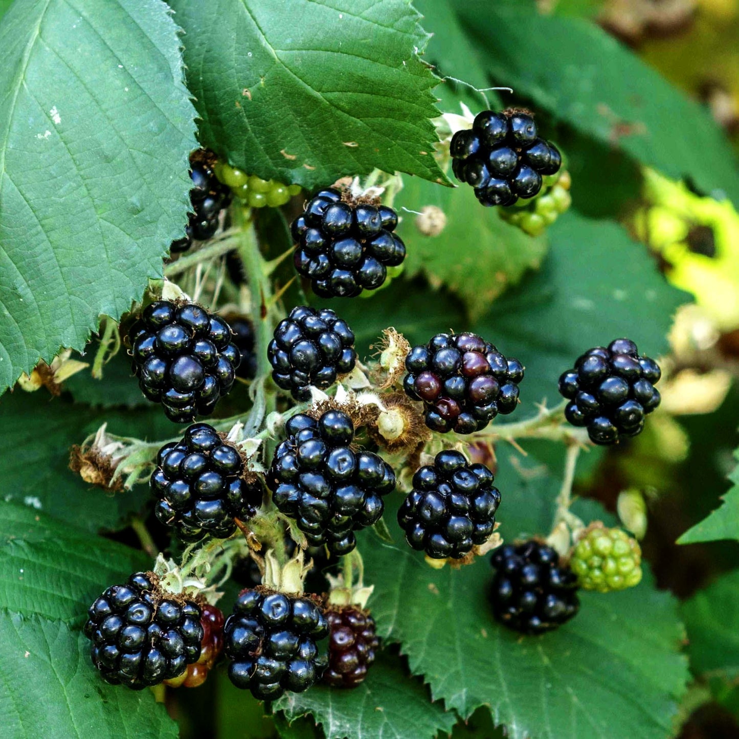 Brombeere 'Theodor Reimers' (Rubus frut.)