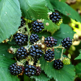 Brombeere 'Theodor Reimers' (Rubus frut.)