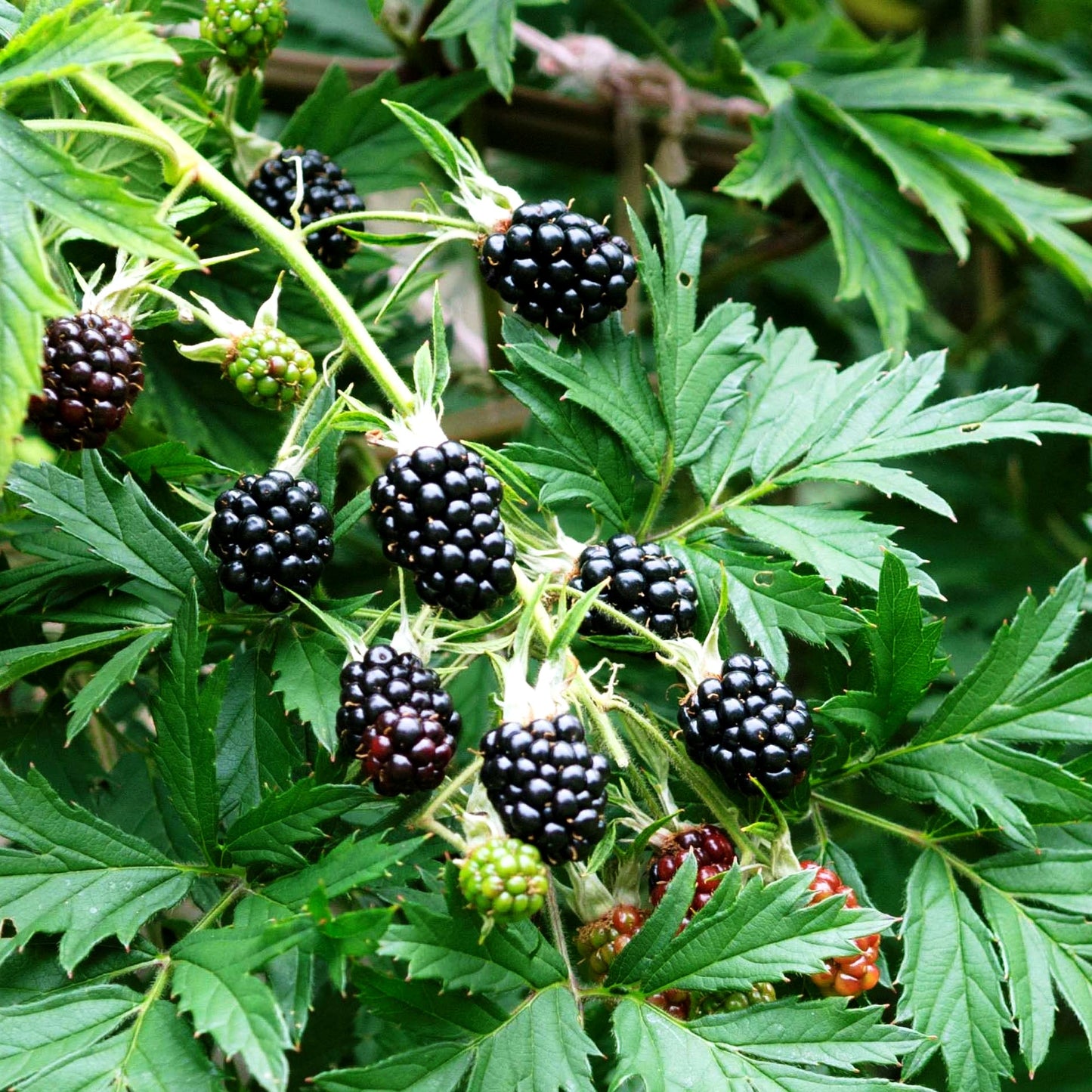 Brombeere 'Thornless Evergreen' (Rubus frut.)
