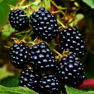Brombeere 'Triple Crown' (Rubus frut.)