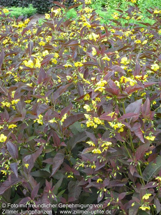 Bronze-Felberich 'Firecracker' (Lysimachia ciliata)
