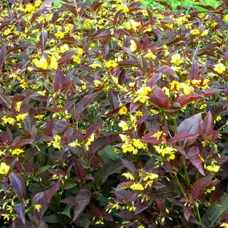 Bronze-Felberich 'Firecracker' (Lysimachia ciliata)