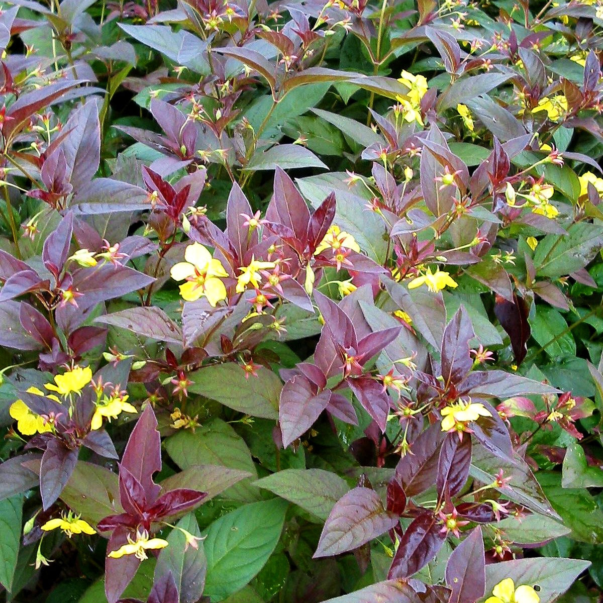Bronze-Felberich 'Firecracker' (Lysimachia ciliata)