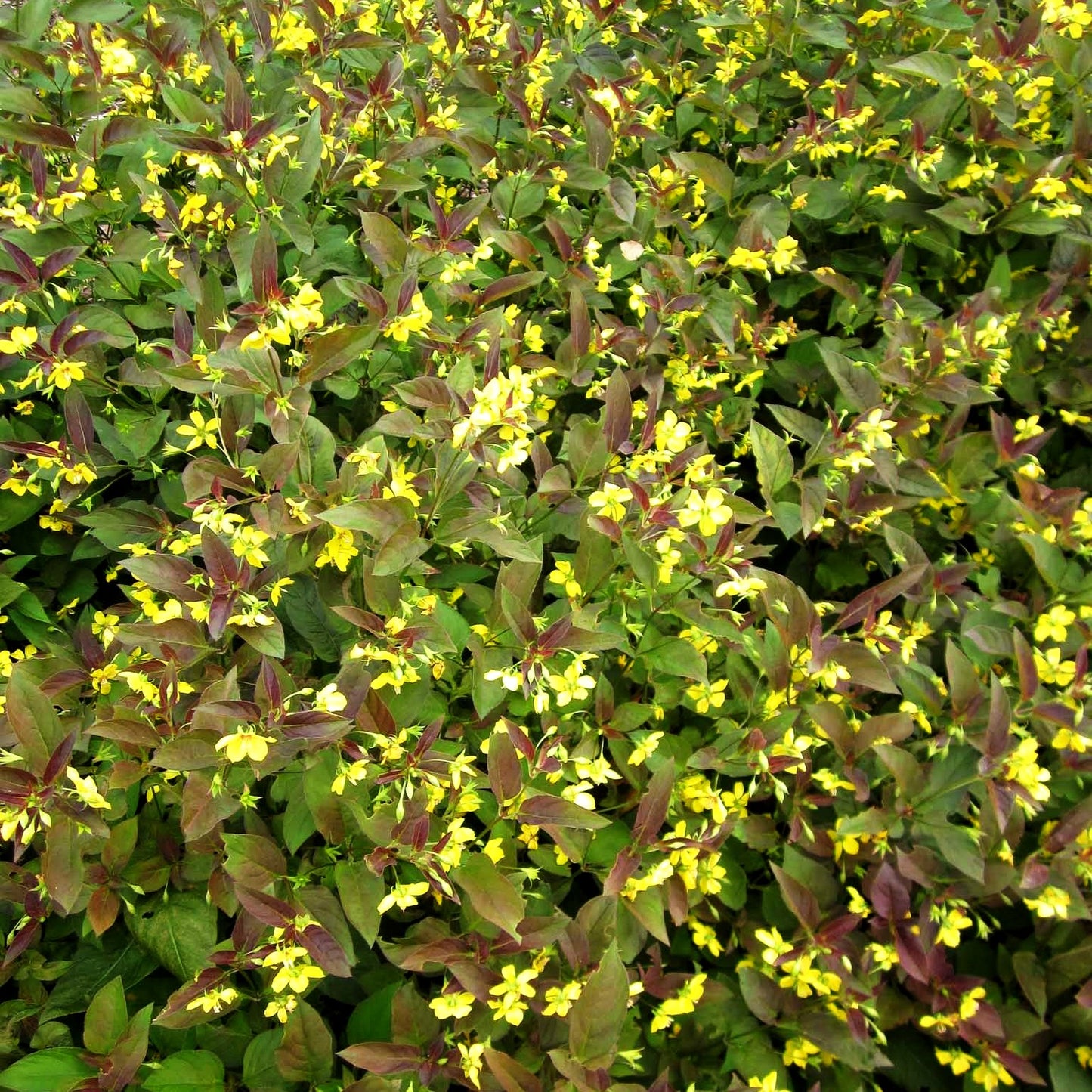 Bronze-Felberich 'Firecracker' (Lysimachia ciliata)