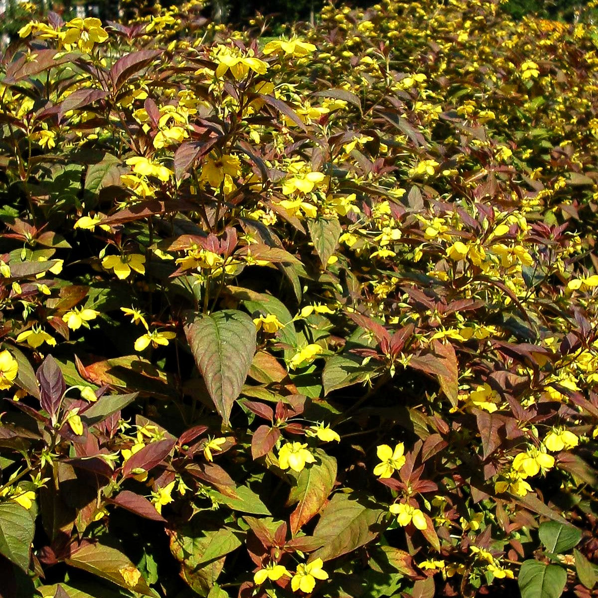 Bronze-Felberich 'Firecracker' (Lysimachia ciliata)
