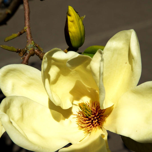 Brooklyn-Magnolie 'Elizabeth' (Magnolia x brooklynensis)
