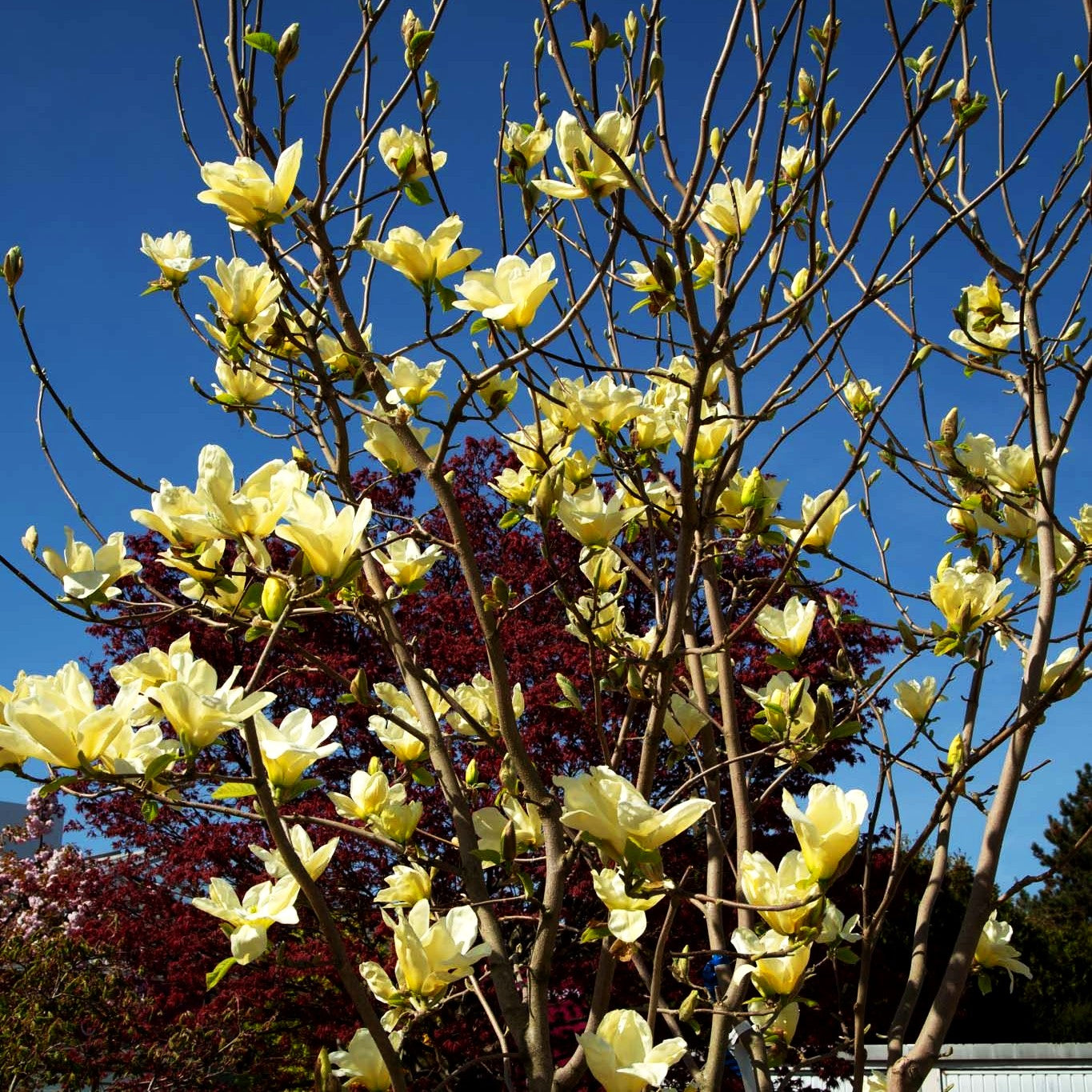 Brooklyn-Magnolie 'Elizabeth' (Magnolia x brooklynensis)