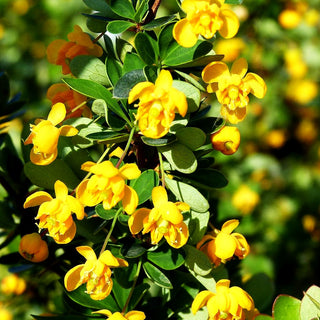 Buchsblättrige Berberitze 'Nana' (Berberis buxifolia)